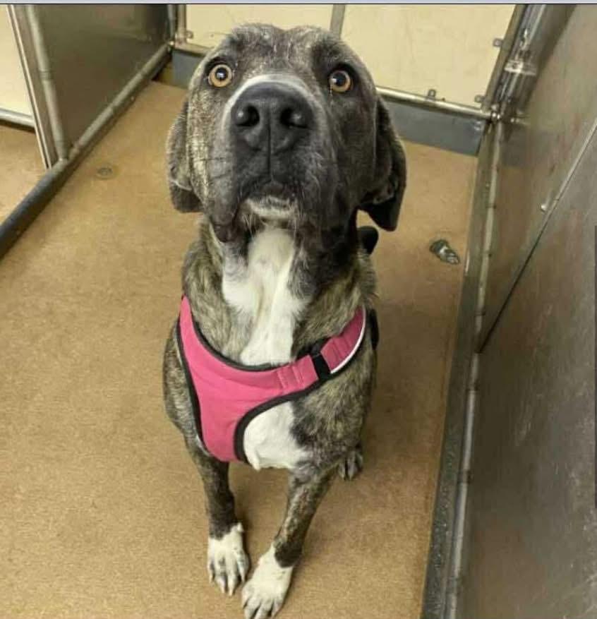 Willemina, an adoptable Mastiff, Mixed Breed in Wilsall, MT, 59086 | Photo Image 2