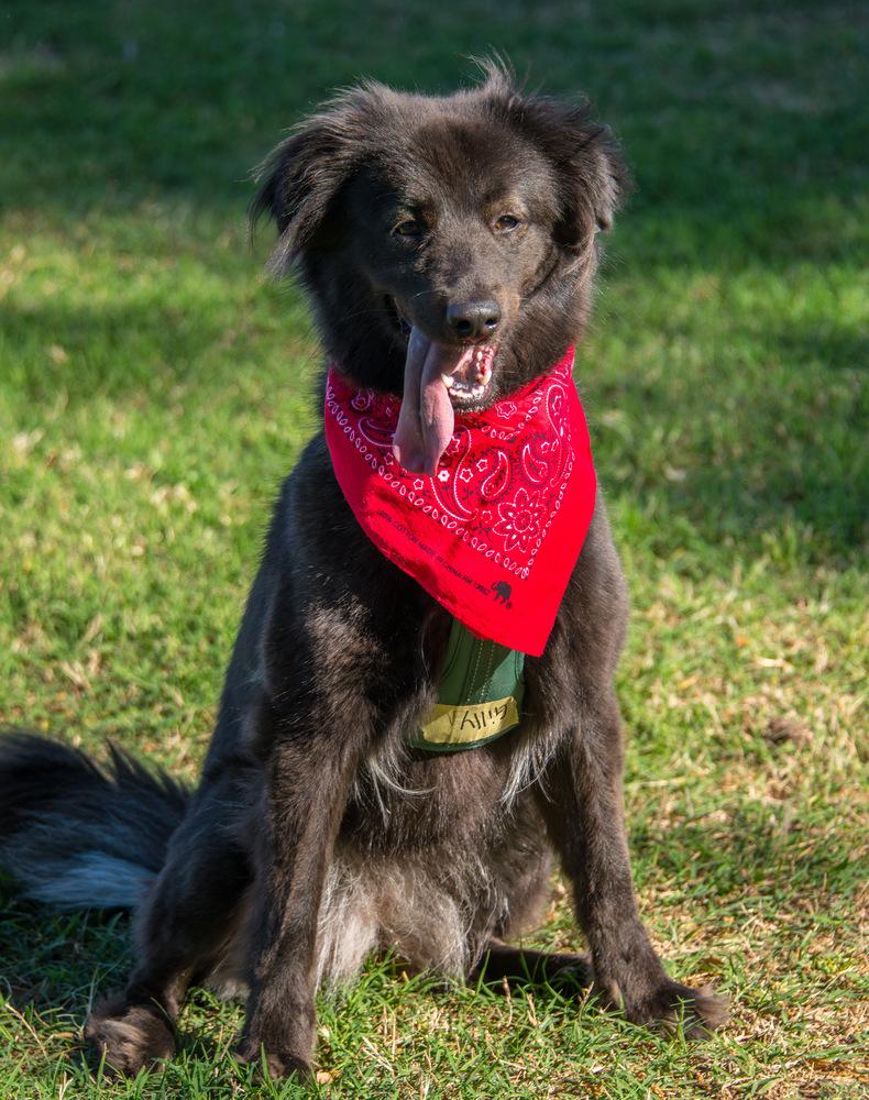 Enlarge Gilly, a Adoptable Australian Shepherd in Marietta, GA image 2/5