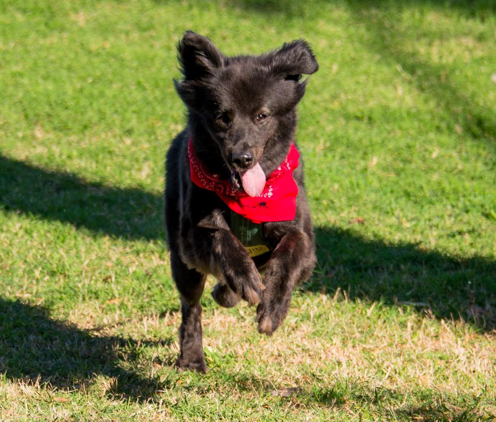 Enlarge Gilly, a Adoptable Australian Shepherd in Marietta, GA image 3/5