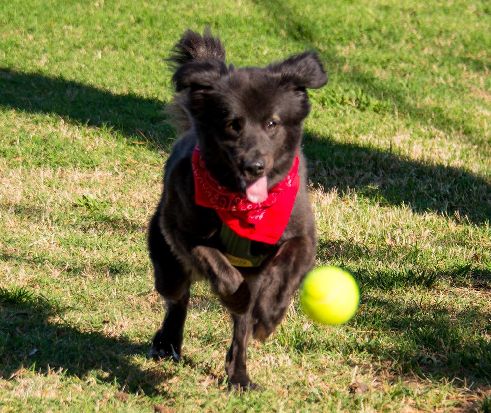 Enlarge Gilly, a Adoptable Australian Shepherd in Marietta, GA image 4/5