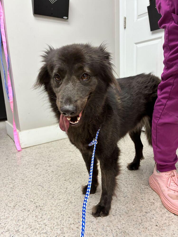 Enlarge Gilly, a Adoptable Australian Shepherd in Marietta, GA image 5/5