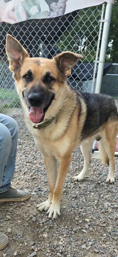 Enlarge Hero, a Adoptable mixed breed in Virginia, MN image 1/1