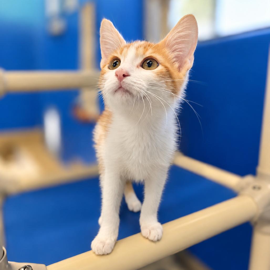 Christopher, Adoptable, Kitten Male Domestic Medium Hair.