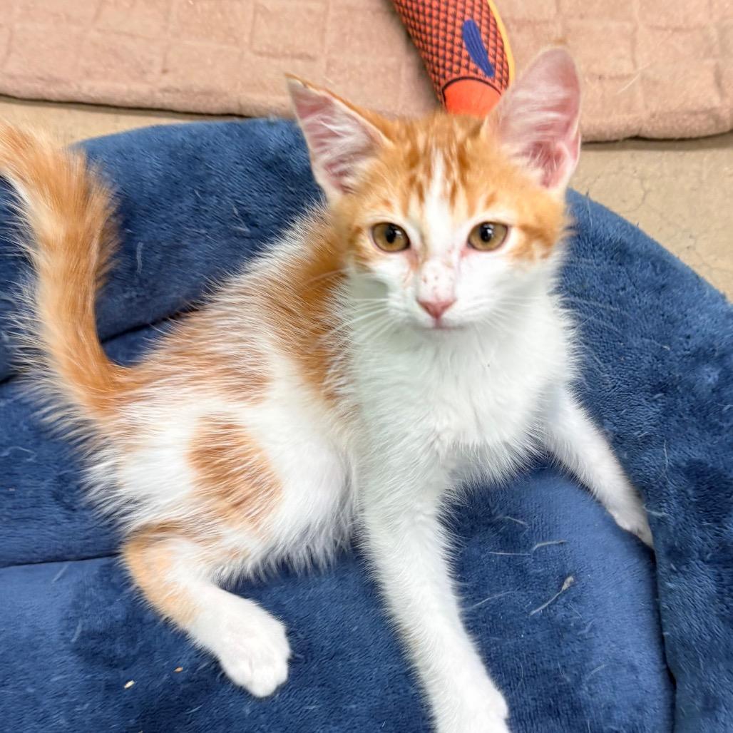Enlarge Christopher, a Adoptable Domestic Medium Hair in Wickenburg, AZ image 2/4