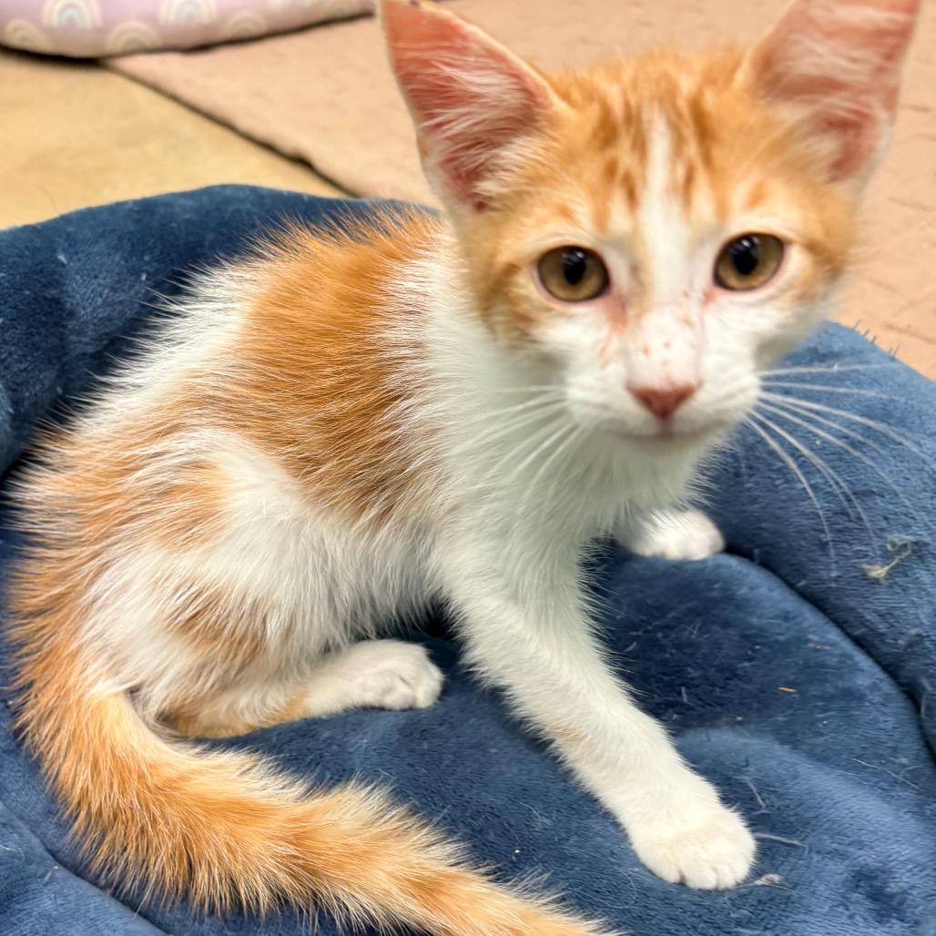 Enlarge Christopher, a Adoptable Domestic Medium Hair in Wickenburg, AZ image 3/4