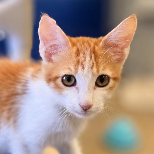 Enlarge Christopher, a Adoptable Domestic Medium Hair in Wickenburg, AZ image 4/4