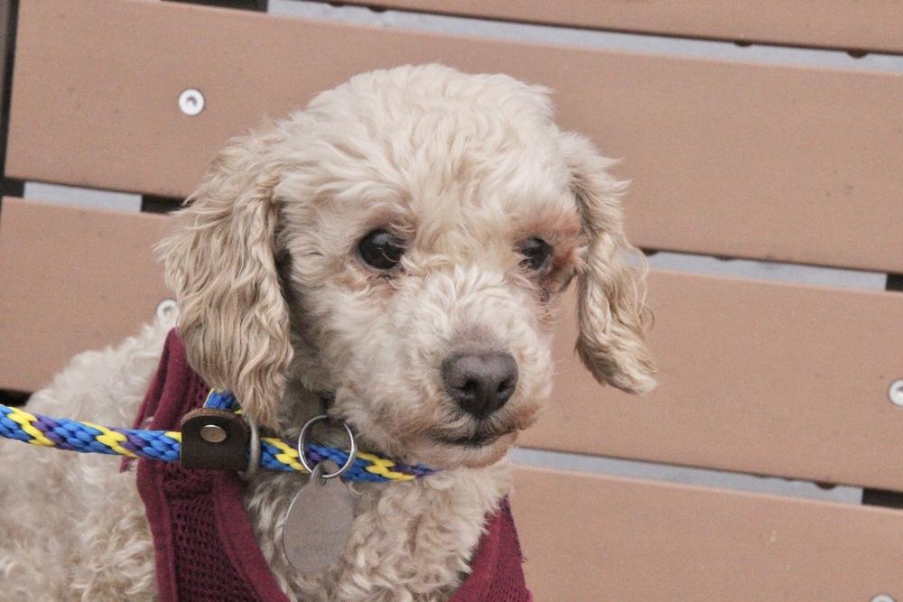 Enlarge Stewie, a Adoptable Poodle in East Greenville, PA image 1/6