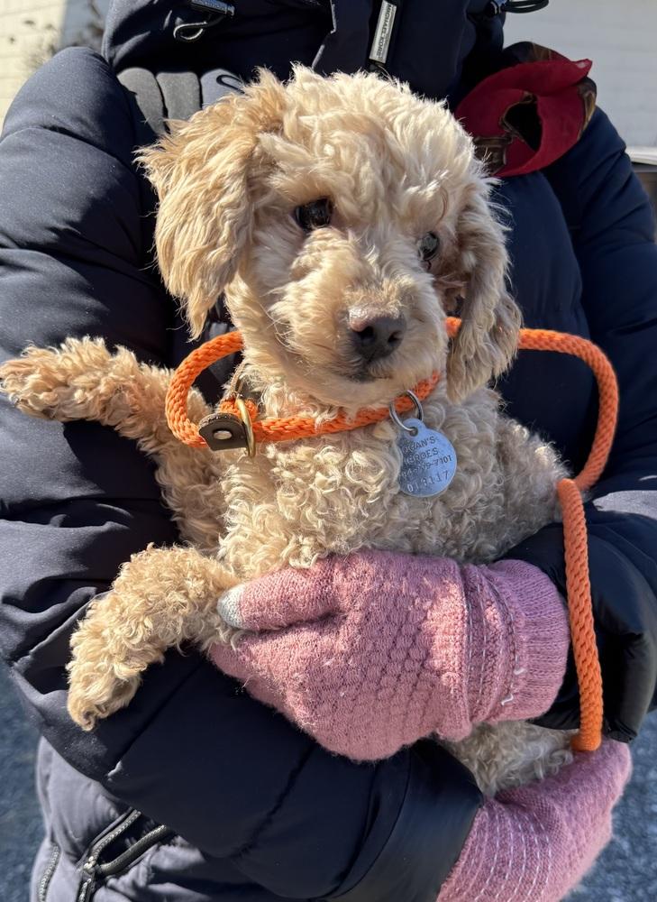Enlarge Stewie, a Adoptable Poodle in East Greenville, PA image 2/6
