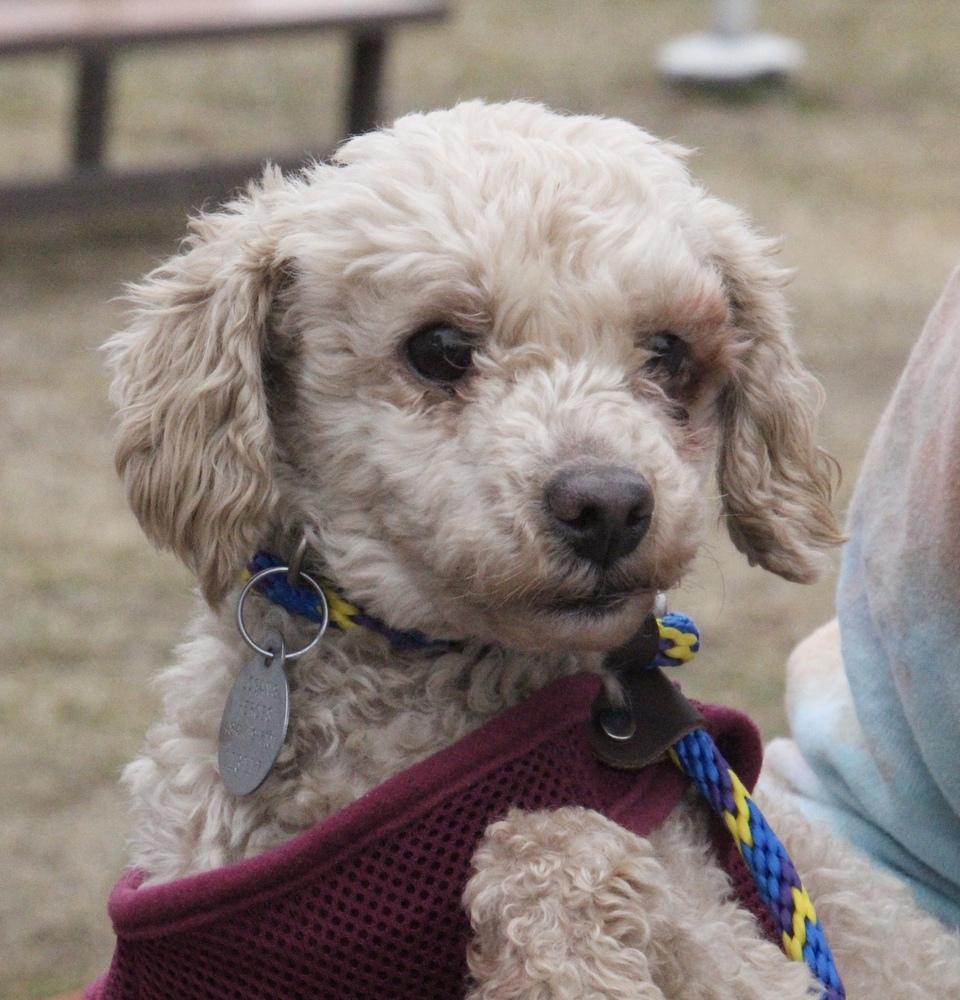 Enlarge Stewie, a Adoptable Poodle in East Greenville, PA image 2/6