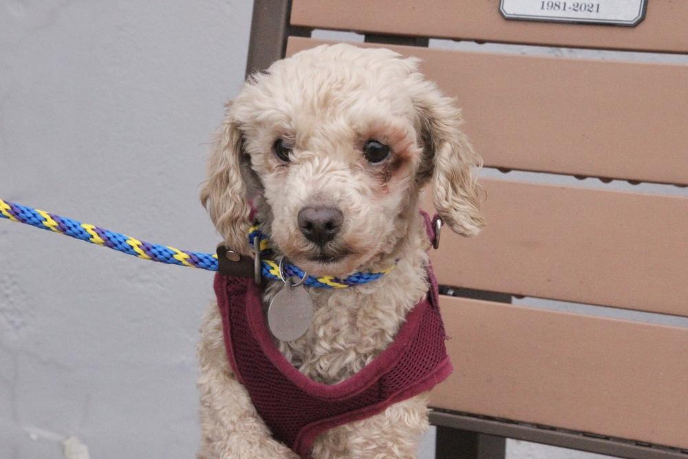 Enlarge Stewie, a Adoptable Poodle in East Greenville, PA image 3/6