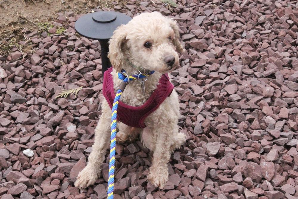 Enlarge Stewie, a Adoptable Poodle in East Greenville, PA image 4/6