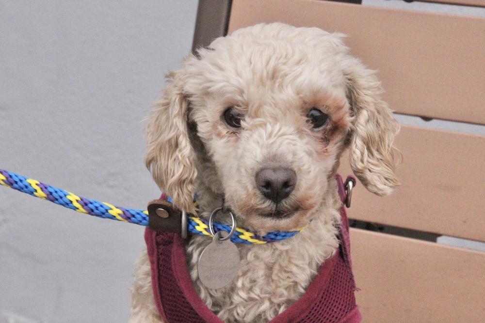 Enlarge Stewie, a Adoptable Poodle in East Greenville, PA image 5/6