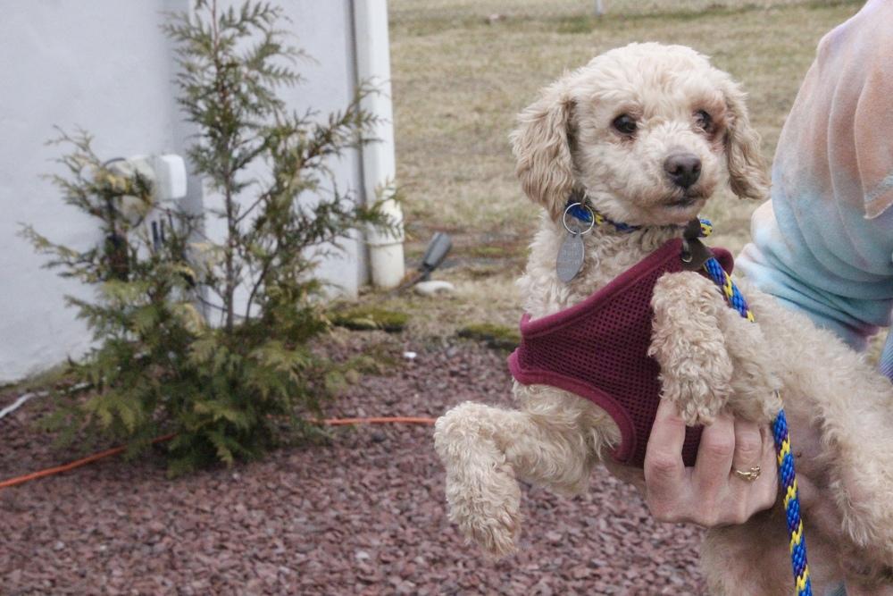 Enlarge Stewie, a Adoptable Poodle in East Greenville, PA image 6/6