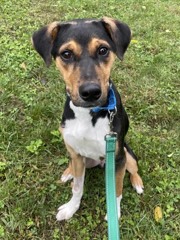 Enlarge Morty, a Adoptable mixed breed in Oakland, NJ image 1/1