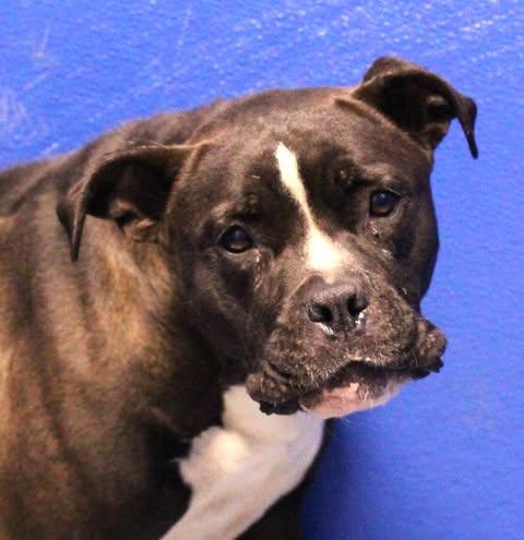26-01563, Adoptable, Adult Female Boxer.