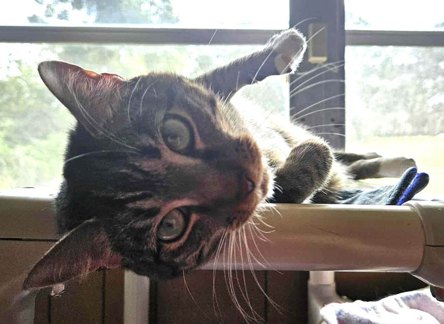 FRANNY, a Adoptable mixed breed in Crystal River, FL image 5/6