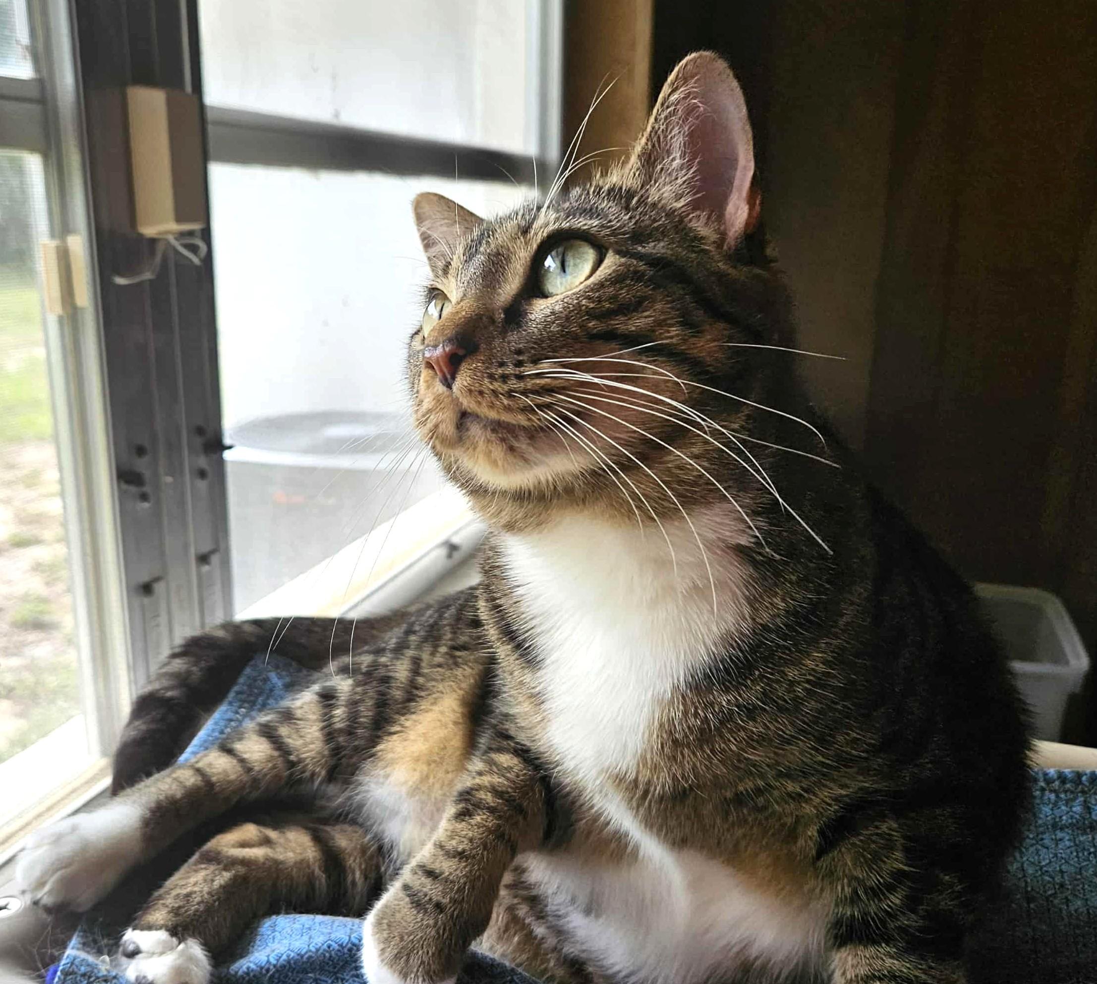 FRANNY, Adoptable, Adult Female Tabby & Domestic Short Hair.