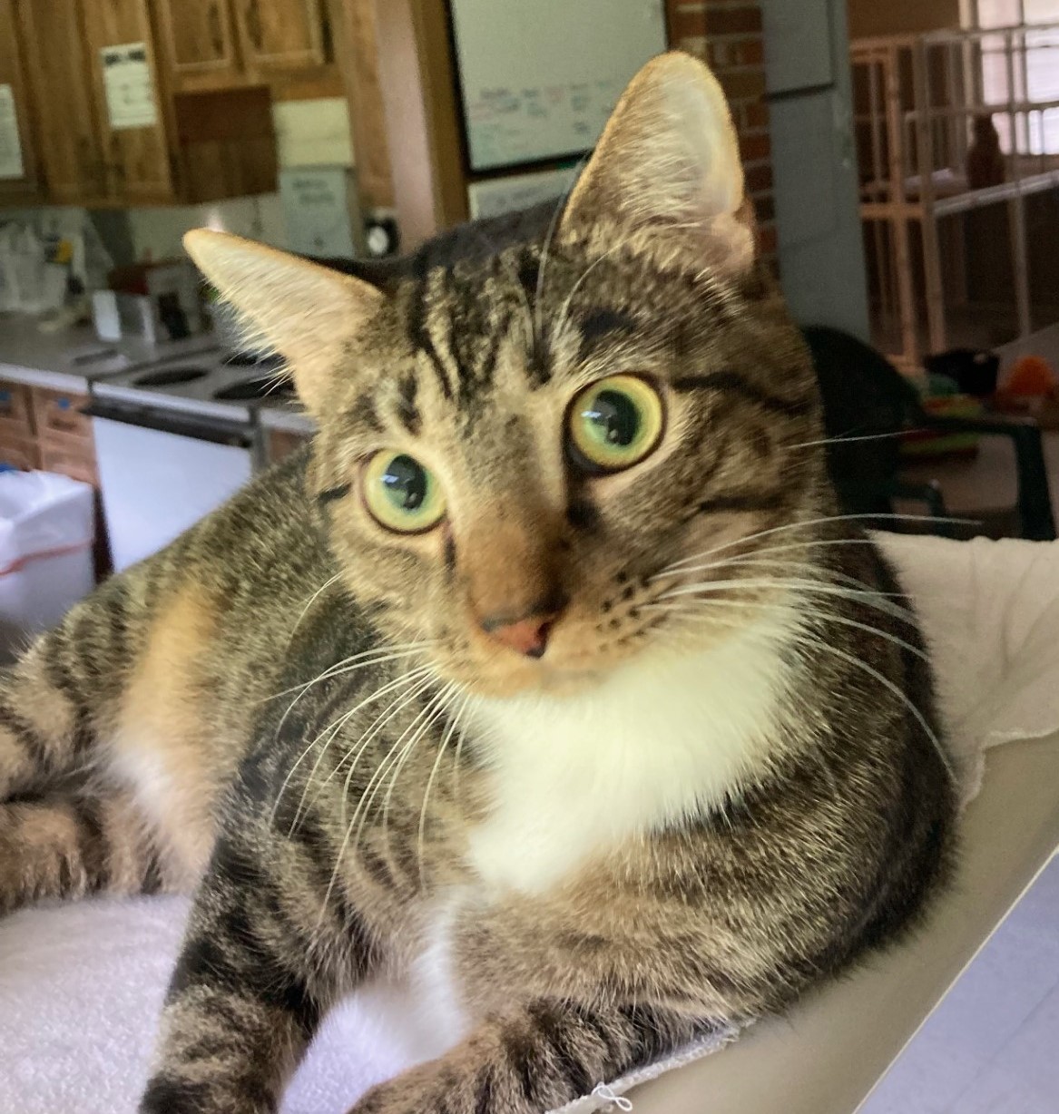 FRANNY, a Adoptable mixed breed in Crystal River, FL image 2/6