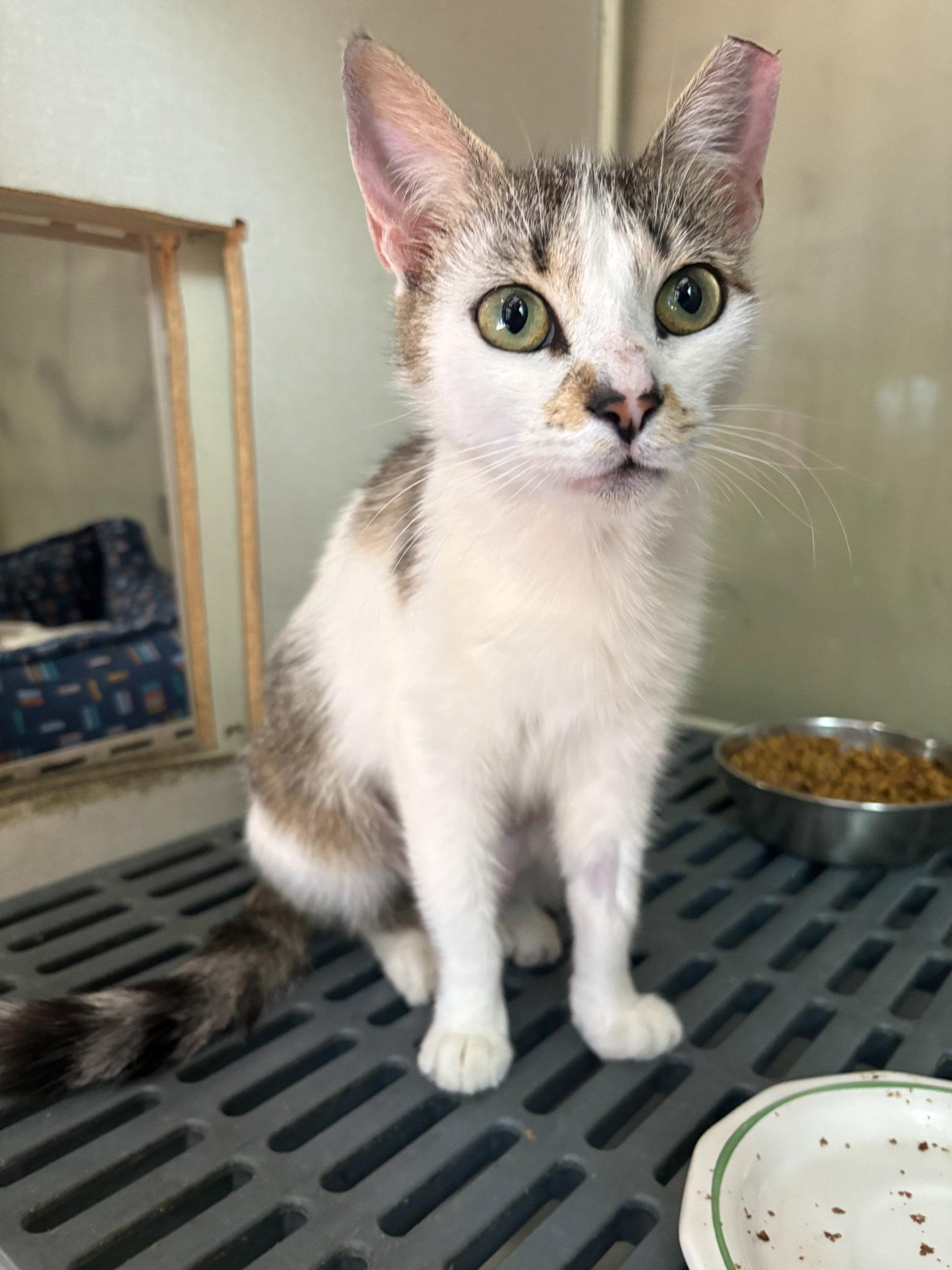 Enlarge Angelica, a Adoptable Domestic Short Hair in Yardley, PA image 1/1
