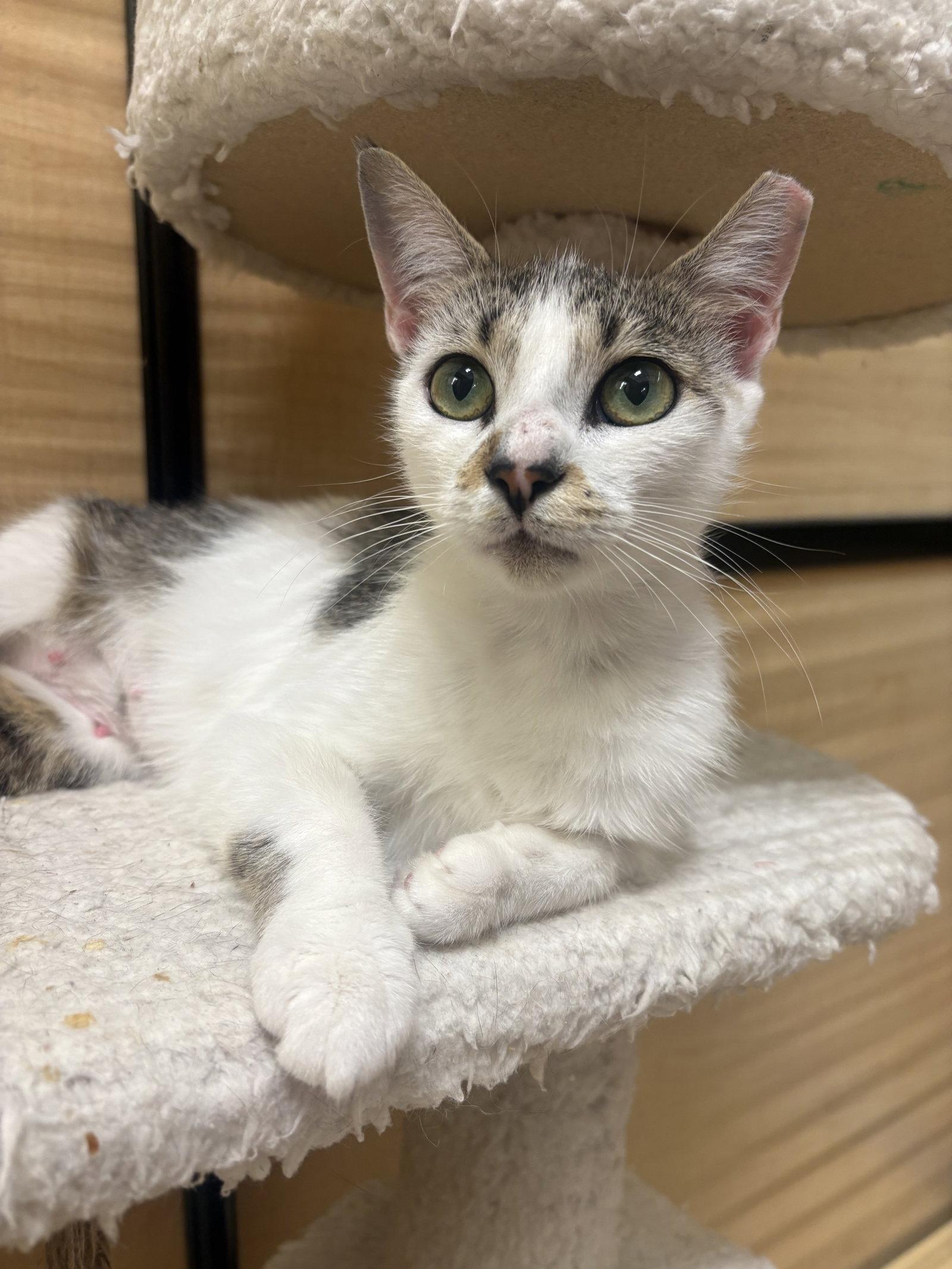 Angelica, a Adoptable Domestic Short Hair in Yardley, PA image 2/2