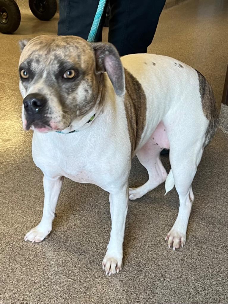 Cloe, Adoptable, Adult Female Mixed Breed.