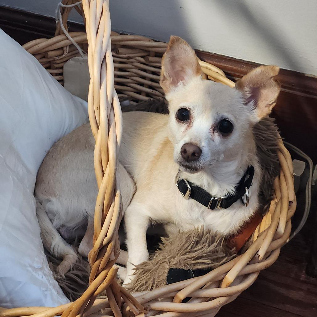 Toffee, Adoptable, Adult Female Chihuahua & Mixed Breed.
