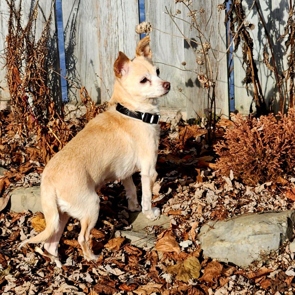 Enlarge Toffee, a Adoptable mixed breed in Wappingers Falls, NY image 2/5