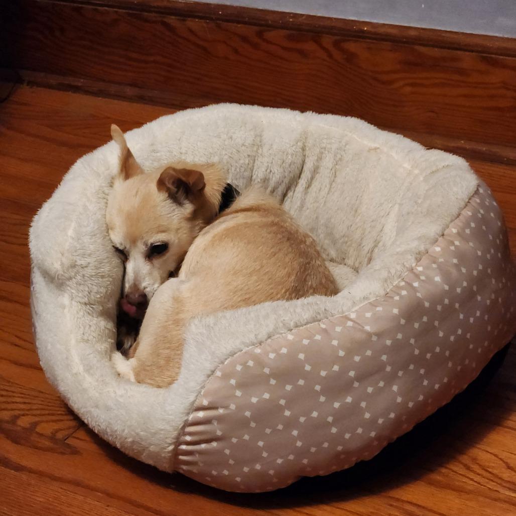 Enlarge Toffee, a Adoptable mixed breed in Wappingers Falls, NY image 3/5