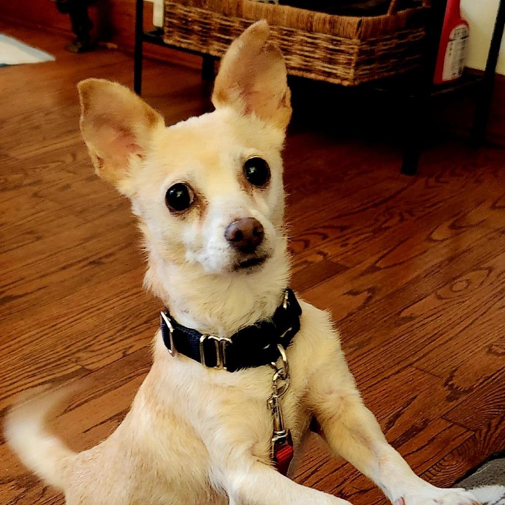 Enlarge Toffee, a Adoptable mixed breed in Wappingers Falls, NY image 4/5