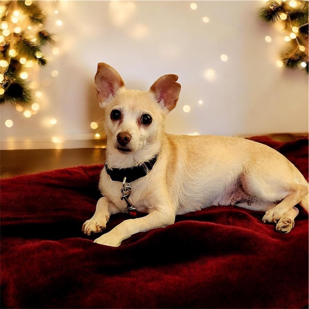 Enlarge Toffee, a Adoptable mixed breed in Wappingers Falls, NY image 5/5