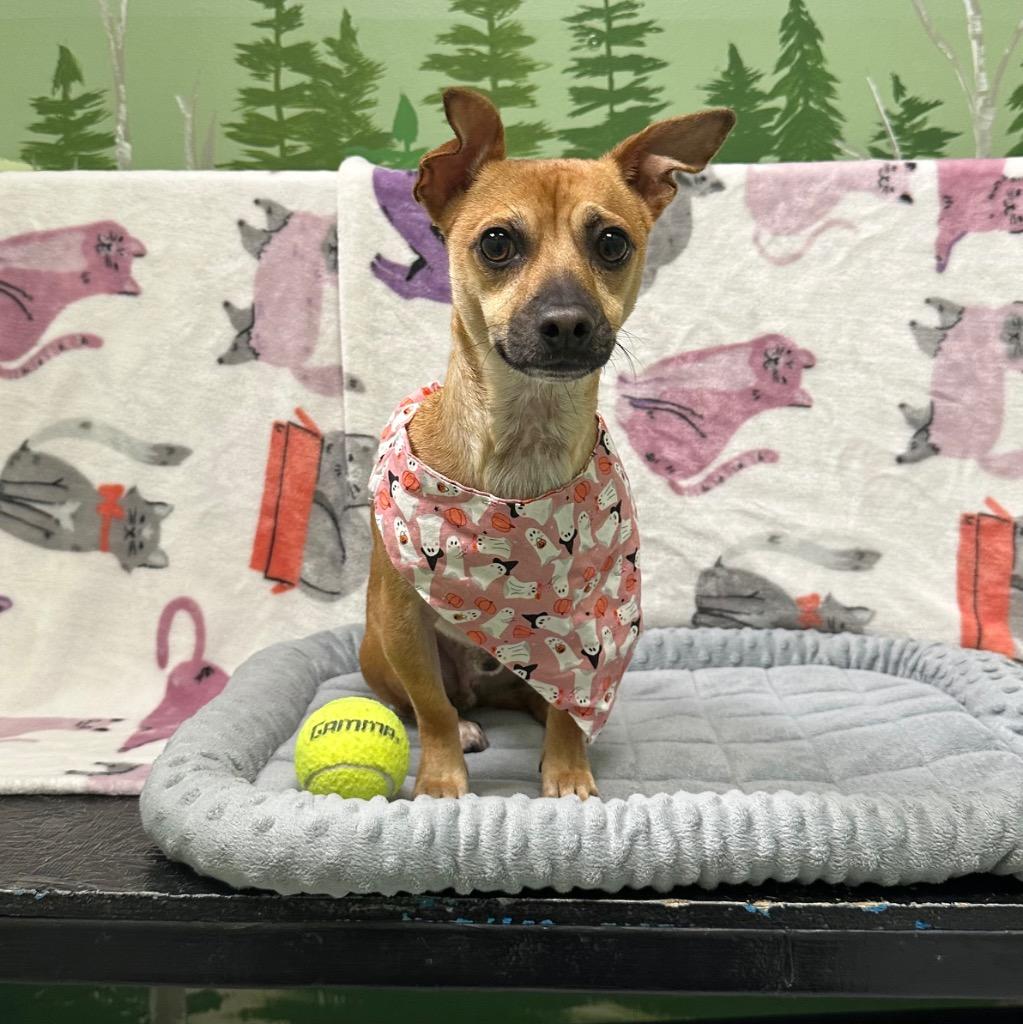 Maximus, Adoptable, Young Male Chihuahua.