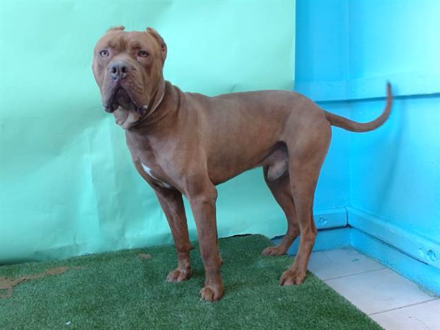 UTAH, Adoptable, Young Male Mastiff.