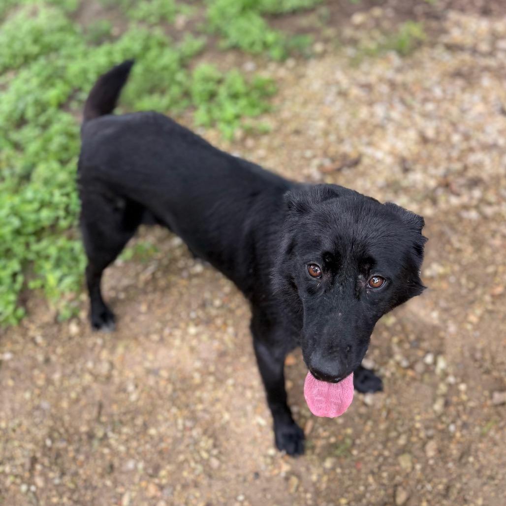Enlarge Gabriella, a Adoptable mixed breed in Carencro, LA image 1/2