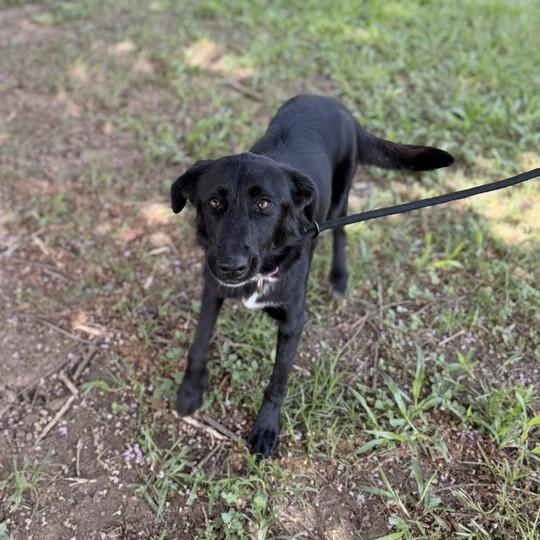 Gabriella, Adoptable, Young Female Labrador Retriever & Shepherd.