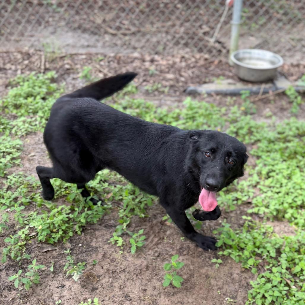 Enlarge Gabriella, a Adoptable mixed breed in Carencro, LA image 2/2