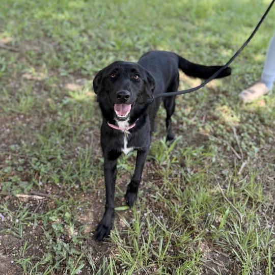 Enlarge Gabriella, a Adoptable mixed breed in Carencro, LA image 2/3