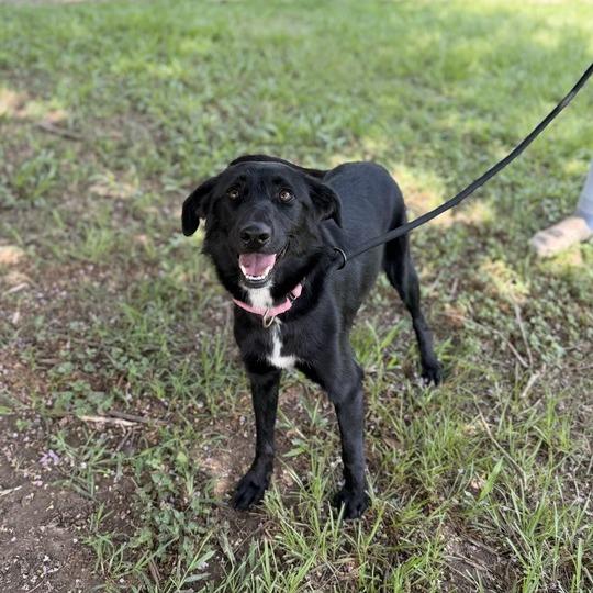 Enlarge Gabriella, a Adoptable mixed breed in Carencro, LA image 3/3