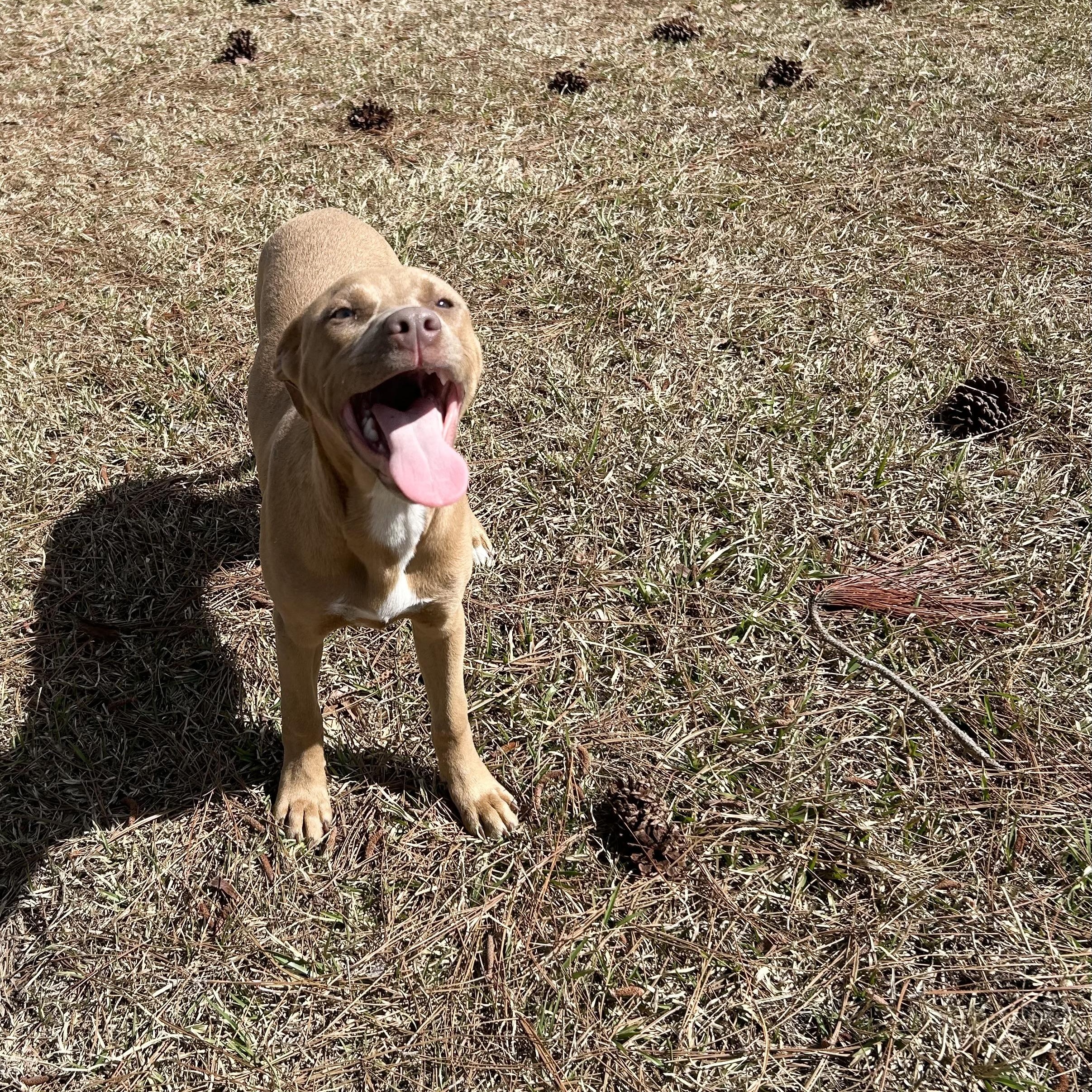Enlarge Honey, a ADOPTABLE mixed breed in Jesup, GA image 2/6