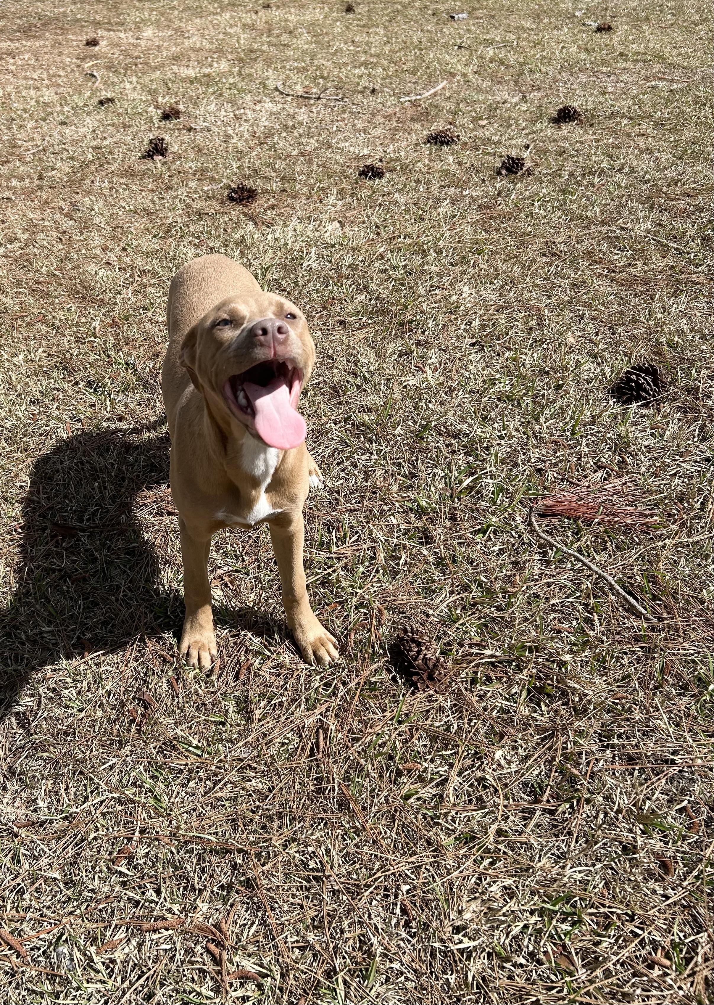 Honey, a ADOPTABLE mixed breed in Jesup, GA image 2/5