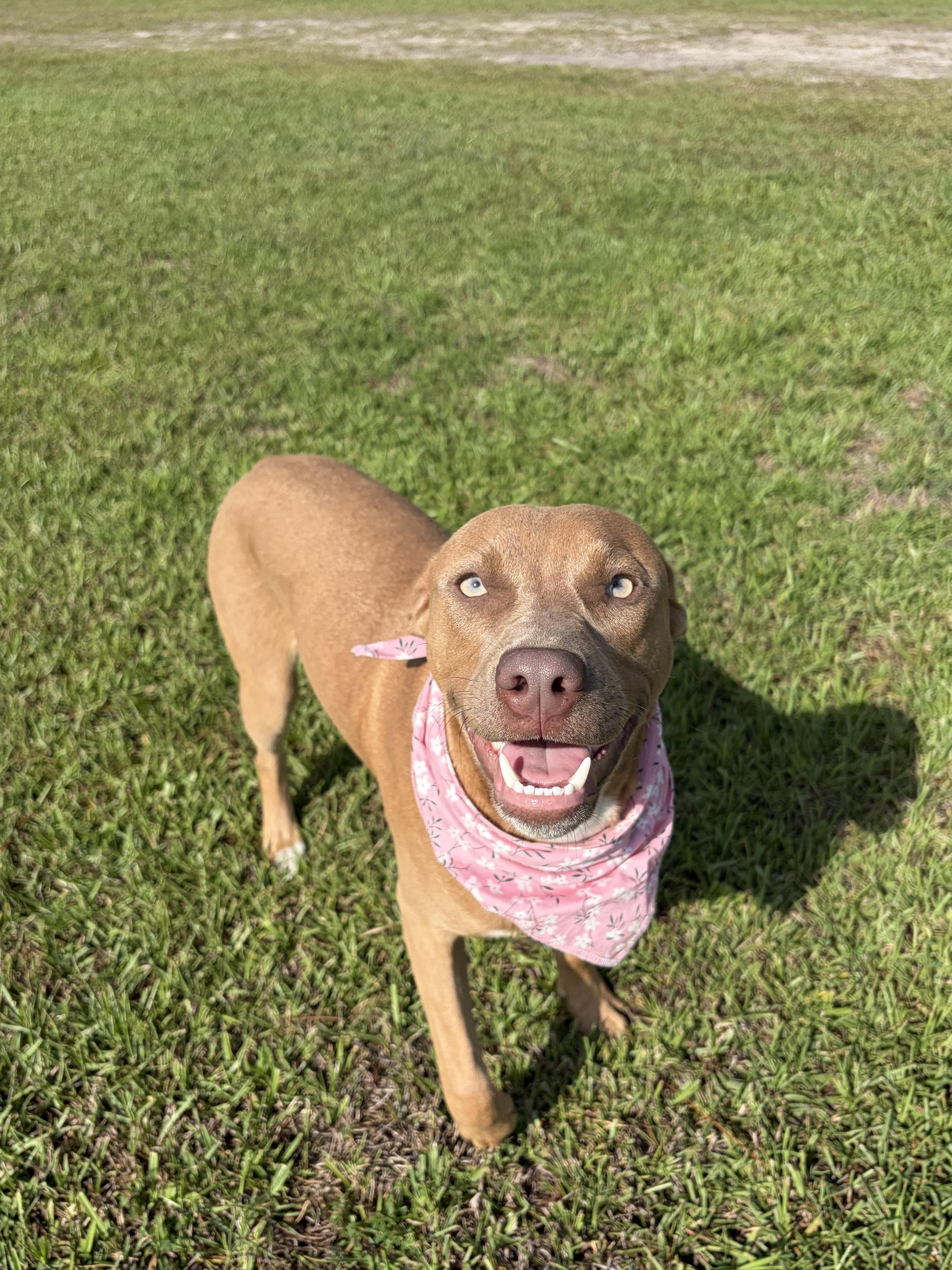 Enlarge Honey, a ADOPTABLE mixed breed in Jesup, GA image 3/6