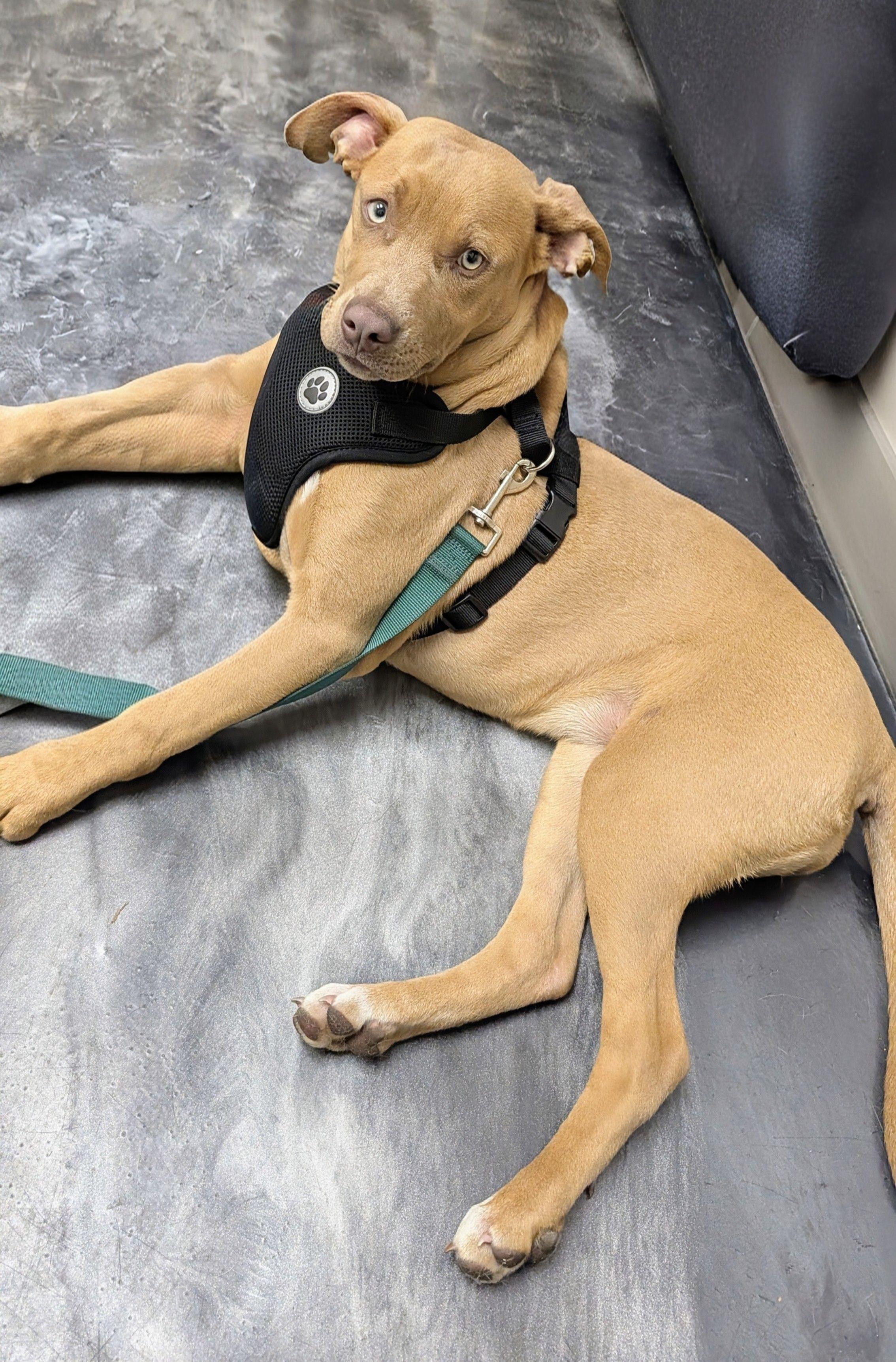 Honey, ADOPTABLE, Puppy Female Black Mouth Cur & Terrier.