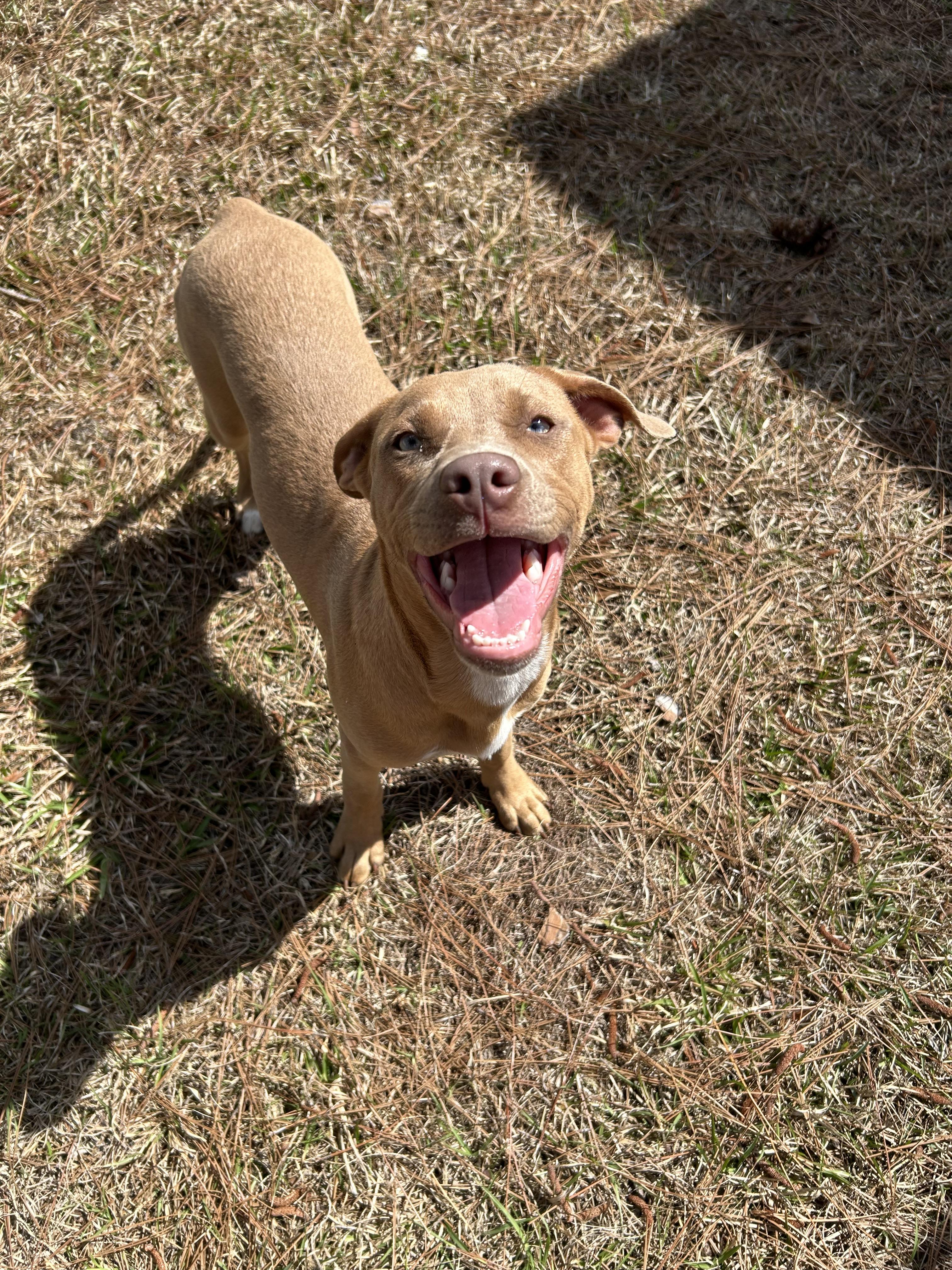 Honey, a ADOPTABLE mixed breed in Jesup, GA image 1/5
