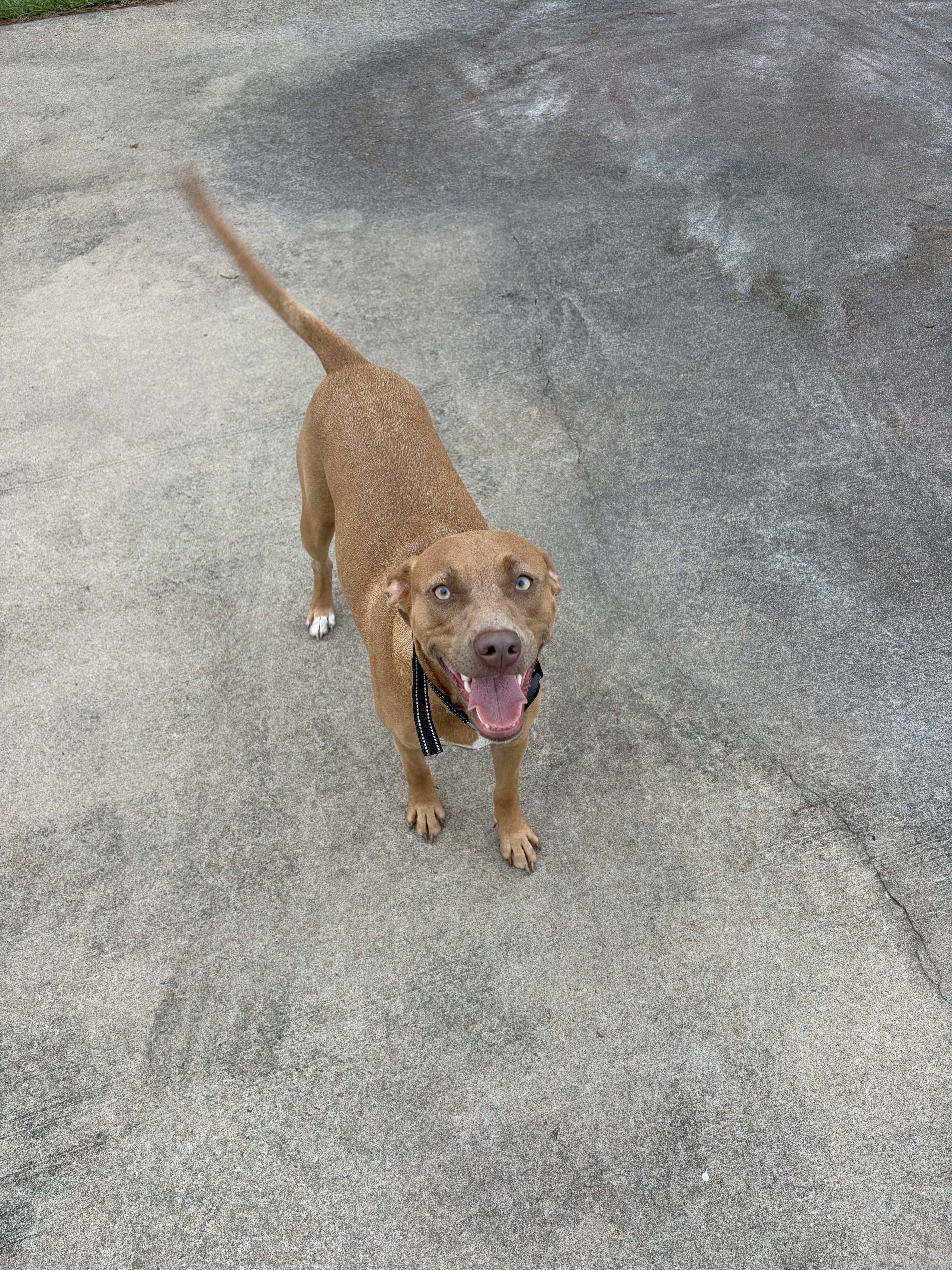 Honey, Adoptable, Young Female Black Mouth Cur & Terrier.