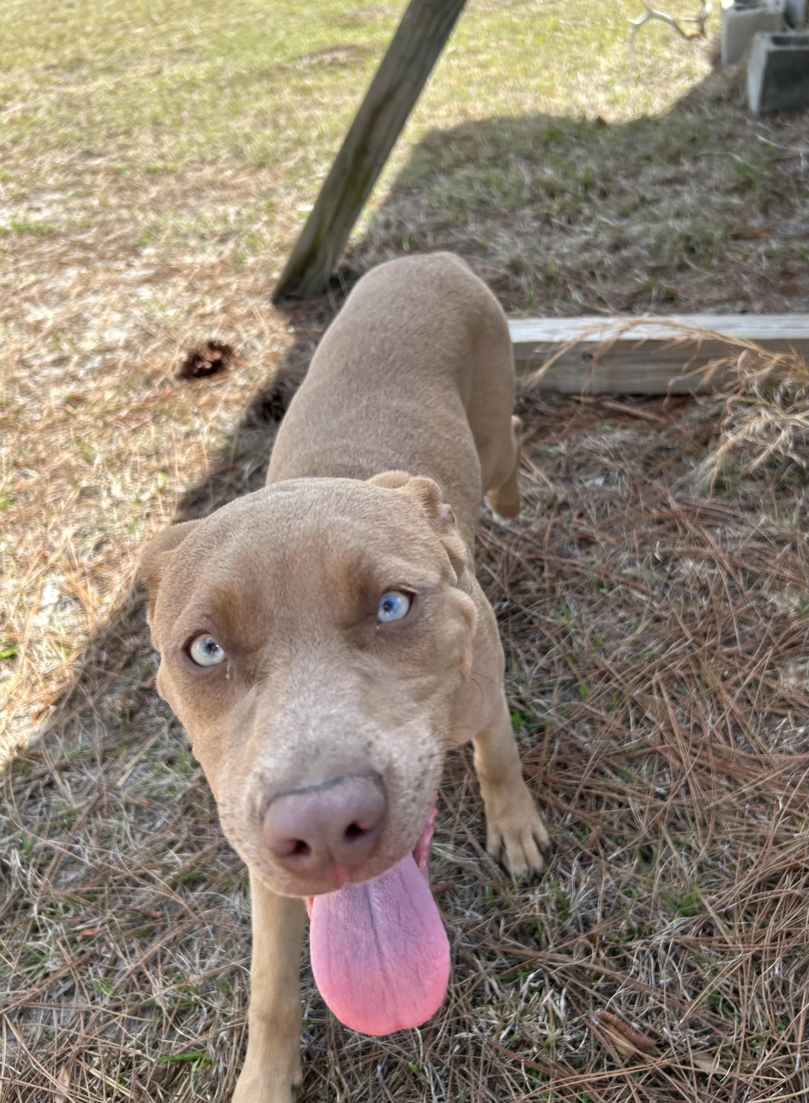 Honey, ADOPTABLE, Puppy Female Black Mouth Cur & Terrier.