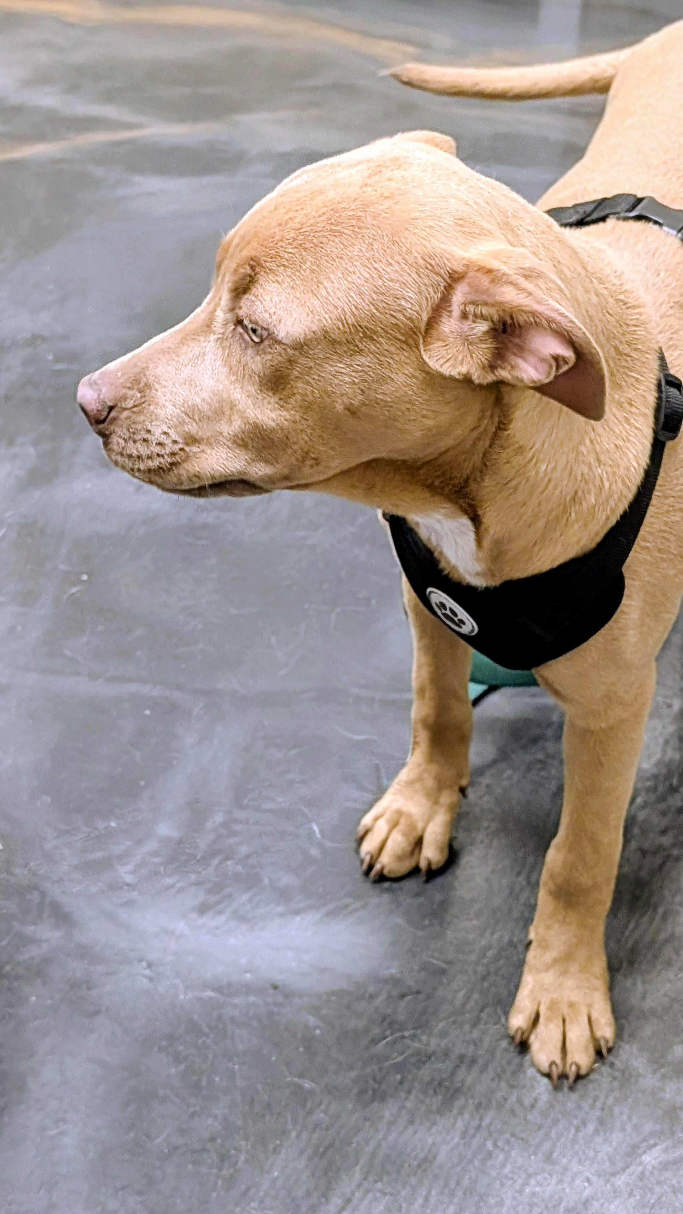 Honey, a ADOPTABLE mixed breed in Jesup, GA image 3/6