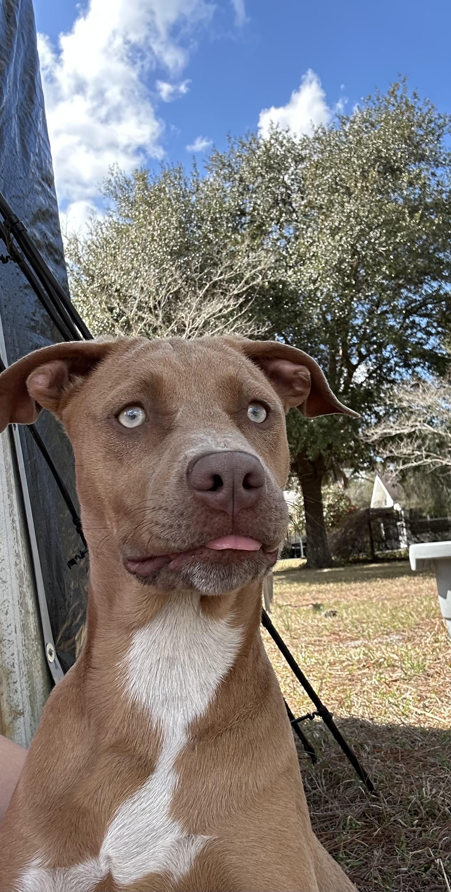 Honey, a ADOPTABLE mixed breed in Jesup, GA image 5/5