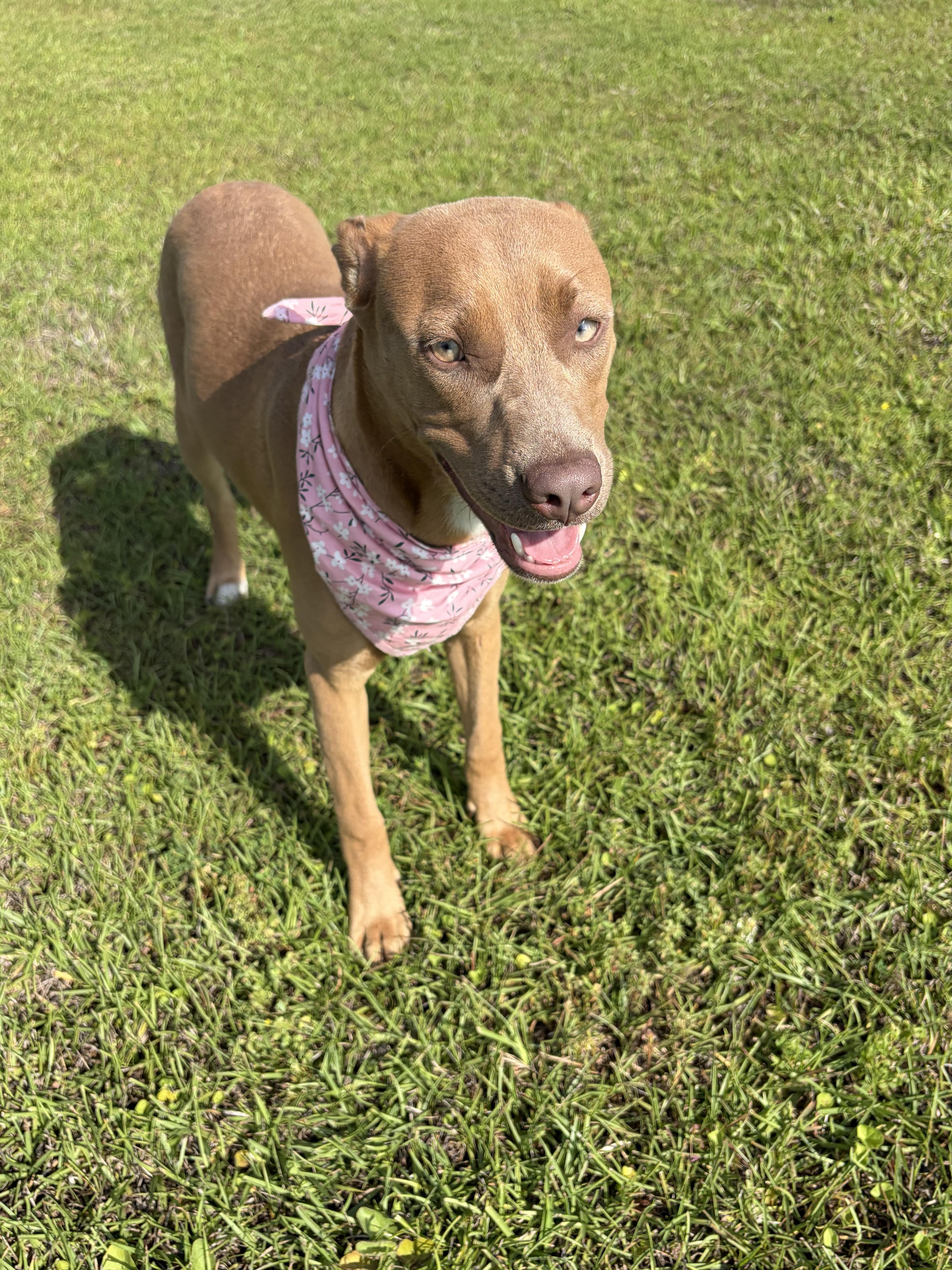 Enlarge Honey, a ADOPTABLE mixed breed in Jesup, GA image 1/6