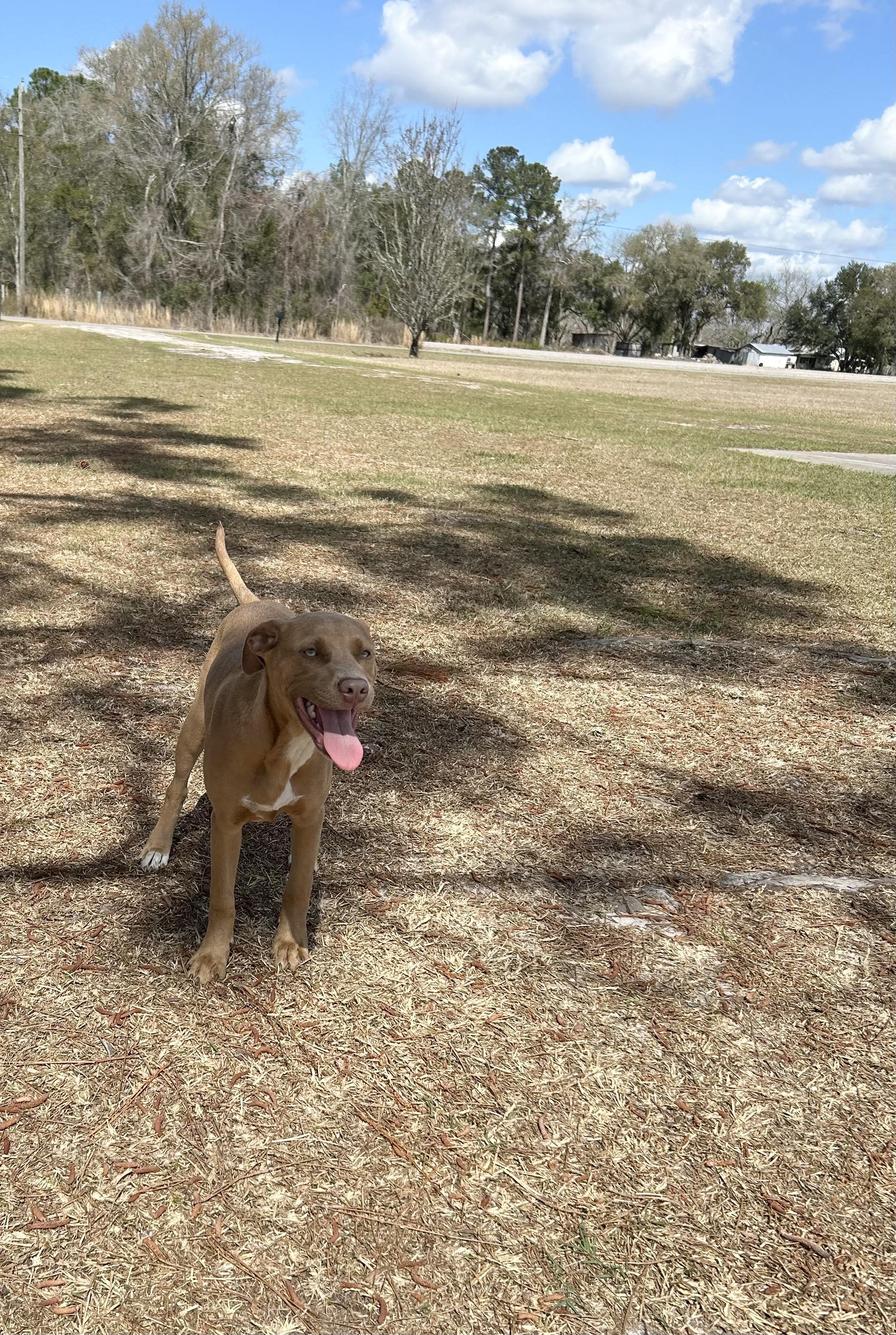 Honey, a ADOPTABLE mixed breed in Jesup, GA image 4/5