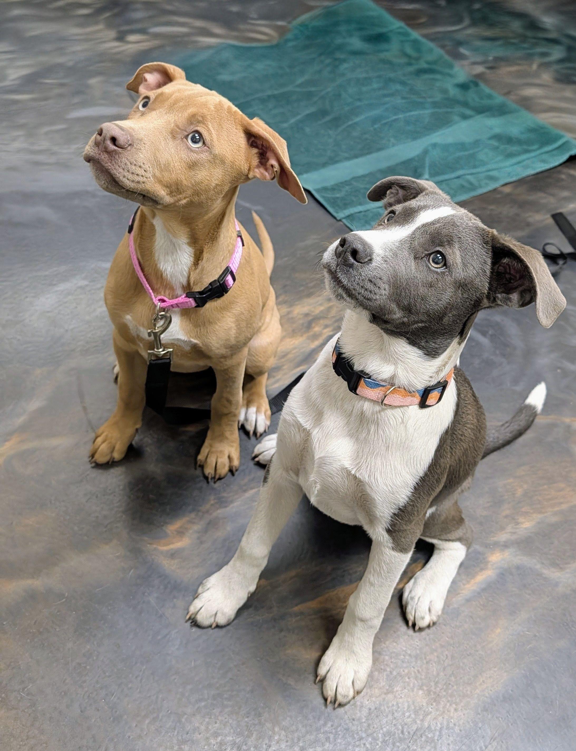 Honey, a ADOPTABLE mixed breed in Jesup, GA image 5/6