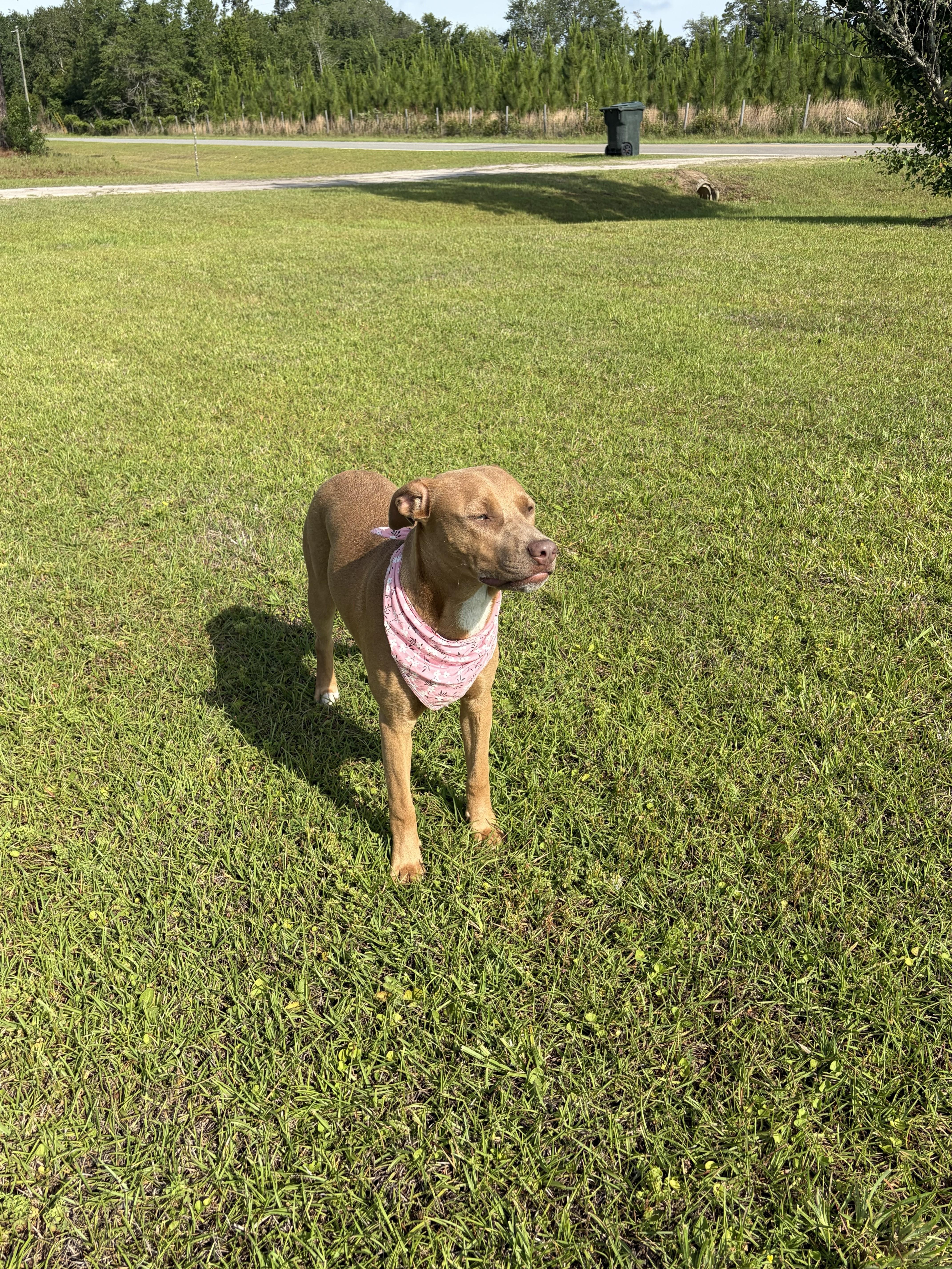 Enlarge Honey, a ADOPTABLE mixed breed in Jesup, GA image 6/6